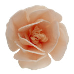 flor-de-magnólia-em-bolo-matzo-deco