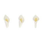 arums-em-açúcar