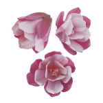 6 magnólias rosas em papel de hóstia