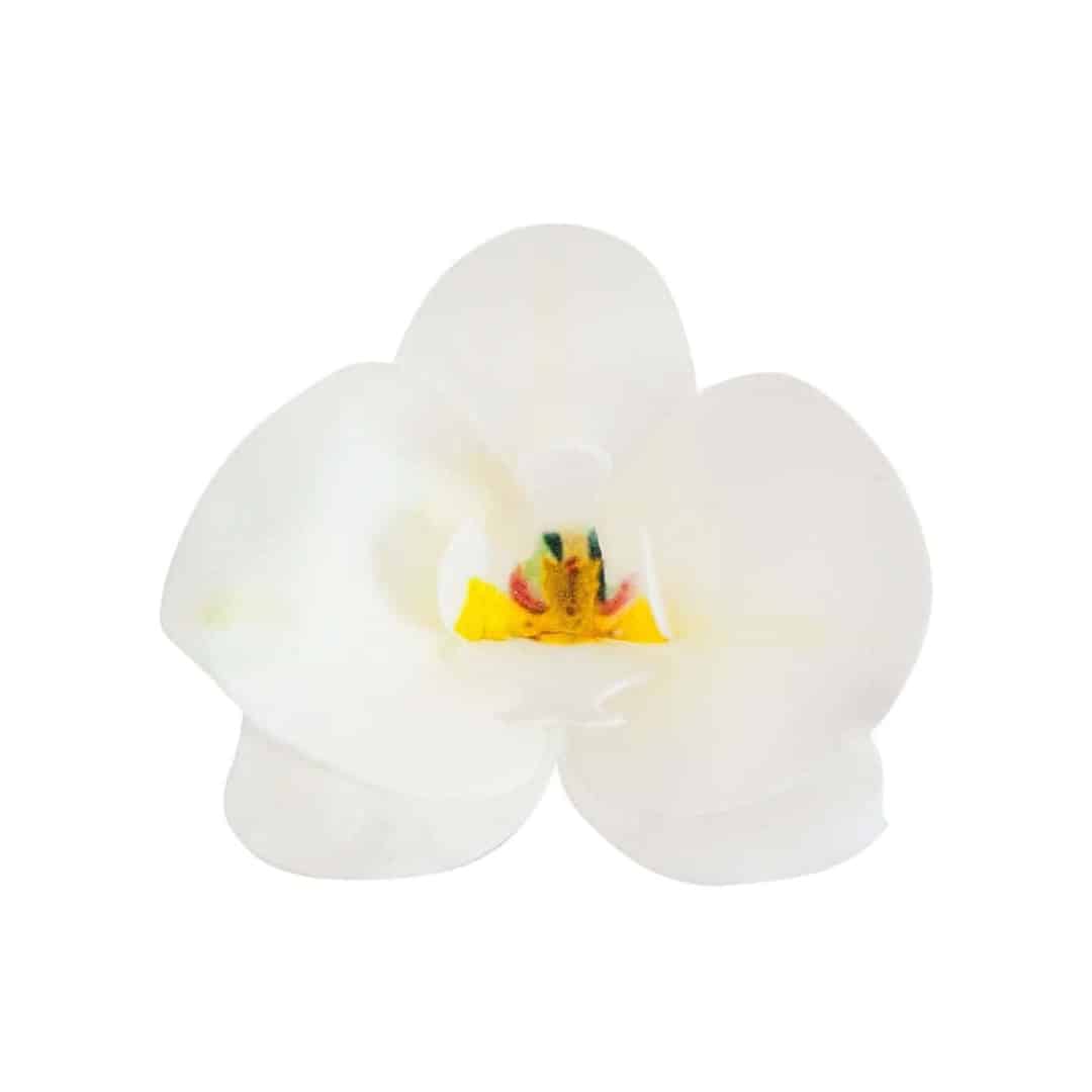 10 orquídeas em azima-branca