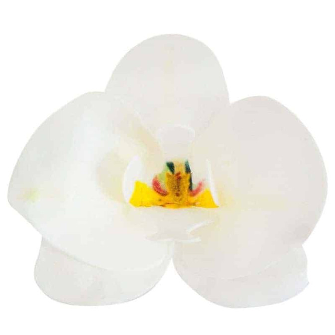 10 orquídeas em azima-branca